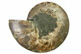 Cut & Polished Ammonite Fossil (Half) - Madagascar #317646-1